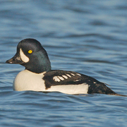 Bird of the week image