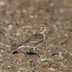 Female. Note: cold gray tones, small gray bill, and dark rear auriculars.