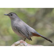Adult. Note: clean gray body, rufous undertail coverts, and black cap.