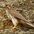 Adult. Note: yellow cere (around beak)